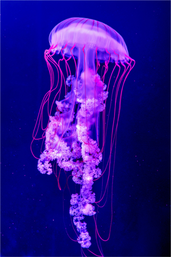 Main image Electric Dreams – Fine Art Jellyfish Photography Print