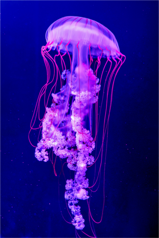 Main image Electric Dreams – Fine Art Jellyfish Photography Print