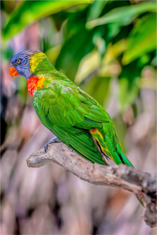 Main image Rainbow Lorikeet on Branch – Vibrant Tropical Bird Fine Art Photography Print